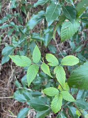 Rubus argutus