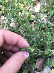 Scutellaria humilis