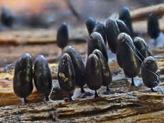 Comatricha fusiformis