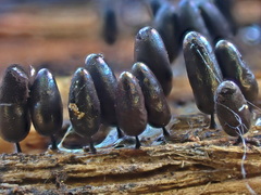 Comatricha fusiformis