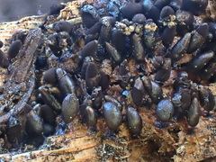 Comatricha fusiformis