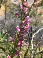 Sairocarpus virga