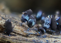 Comatricha fusiformis