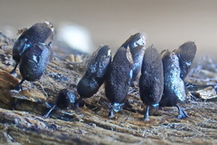 Comatricha fusiformis