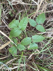 Rubus argutus