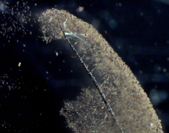 Comatricha fusiformis