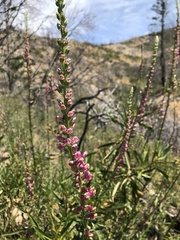 Sairocarpus virga