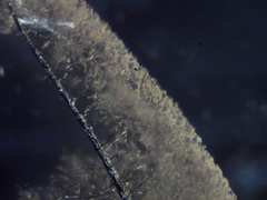 Comatricha fusiformis