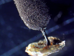 Comatricha fusiformis