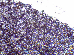 Comatricha fusiformis