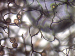 Comatricha fusiformis