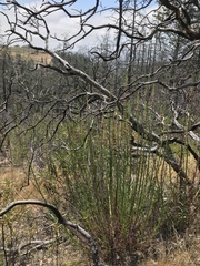 Sairocarpus virga