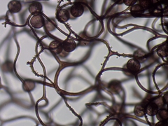 Comatricha fusiformis