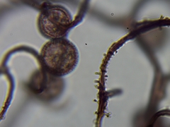 Comatricha fusiformis