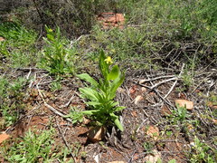 Xerochrysum interiore