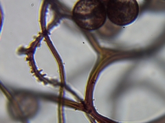 Comatricha fusiformis