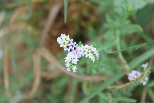 iNaturalist observation photo of alkali heliotrope