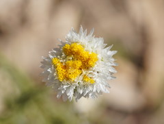Polycalymma stuartii
