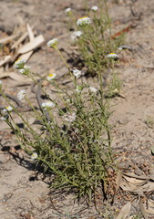 Polycalymma stuartii