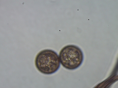 Comatricha fusiformis