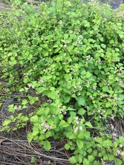 Rubus parvifolius