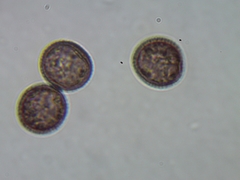 Comatricha fusiformis