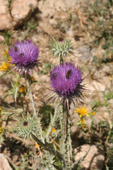 Onopordum macracanthum