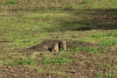 Otospermophilus beecheyi