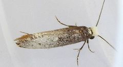 Tinea occidentella
