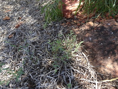 Chenopodium nutans eremaeum