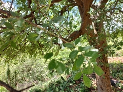 Commiphora mollis