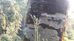 Crassocephalum crepidioides