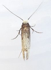 Tinea occidentella