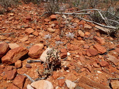 Ptilotus sessilifolius