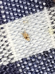 Ornithonyssus sylviarum