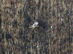 Ornithonyssus sylviarum