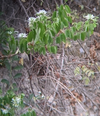 Bauhinia divaricata