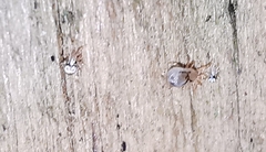 Ornithonyssus sylviarum