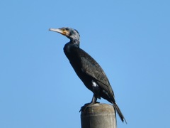 Phalacrocorax carbo hanedae