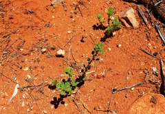 Dysphania melanocarpa