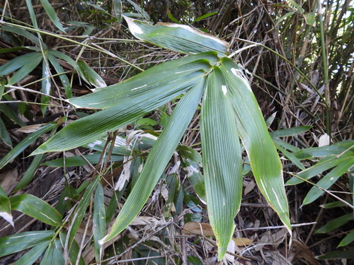 Neololeba atra observed 2021-12-15