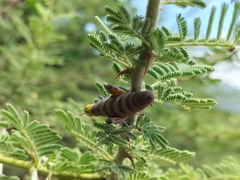 Thericles obtusifrons