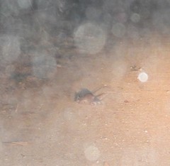 Uromys caudimaculatus