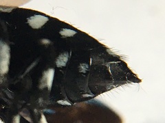 Thyreus lugubris