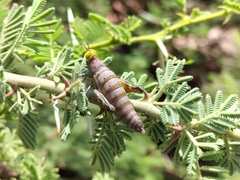 Thericles obtusifrons