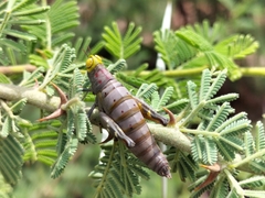 Thericles obtusifrons