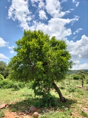 Combretum erythrophyllum