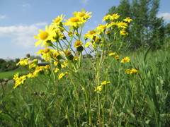 Senecio vernalis
