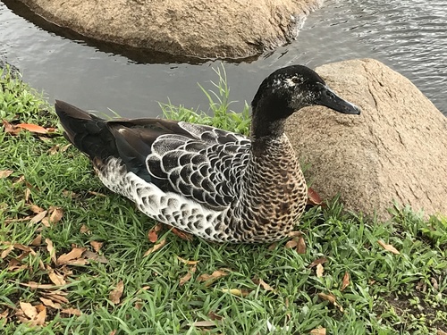 Mallard × Muscovy Duck