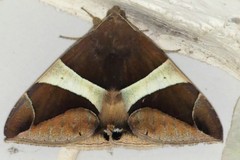 Bastilla crameri